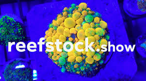 Image result for Nero Oceano 2005 159