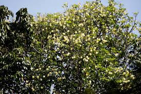 Image result for Hernandiaceae