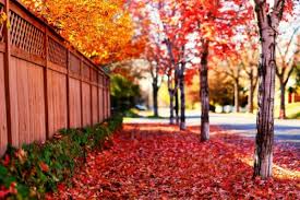 Download Mobile Wallpapers Hd Group 59 1920x1080 3d wallpapers hd nature: download mobile wallpapers hd group 59