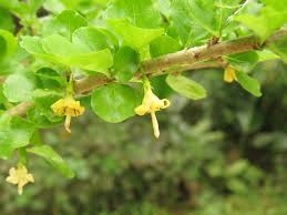 Image result for Coddia rudis