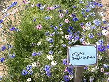 Maybe you would like to learn more about one of these? Nigella Damascena Wikipedia