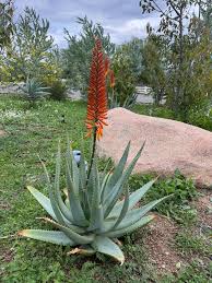 Image result for Aloe arborescens