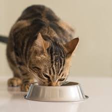 Entgegen der landläufigen meinung sind katzen nicht pflegeleicht! Bringe Deiner Katze Bei Nicht Ins Bett Zu Gehen Tierisch Wohnen