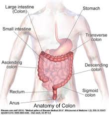 Coffee machine gemelli muscles of the leg. Anatomy Pelvic Floor Physical Therapy Specialists In Metro Atlanta