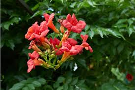 25 orange hummingbird trumpet creeper campsis radicans vine flower seeds. Trumpet Vines How To Grow And Care For Hummingbird Vine Florgeous