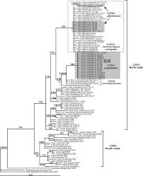 Image result for Lotus mlanjeanus