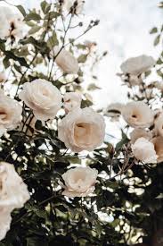 Customize and personalise your desktop, mobile phone and tablet with these free wallpapers! 500 White Rose Pictures Hd Download Free Images On Unsplash