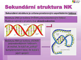 Acylpyrin + c se užívá ke snížení horečky a bolesti při chřipce a nachlazení. Ppt Nukleove Kyseliny Powerpoint Presentation Free Download Id 4189110
