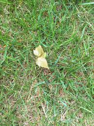 Some thin out the canopy of the trees, allowing more sunlight to filter down to the ground enabling st. Tree Saplings In My Lawn Gardening Landscaping Stack Exchange