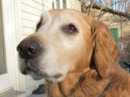 As they get older, many goldens show their age on their faces. Hannah 12 356 Retrieve A Golden Of The Midwest