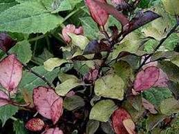 Image result for Pseudovigna