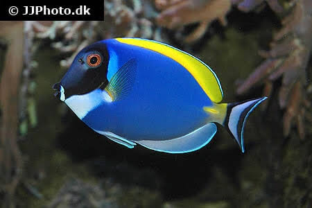 Powder Blue Tang Care - Size, Life Span, Tank Mates, Breeding