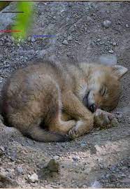 Wolf Puppy Sleeping Dogsleeping Mongolian Wolf Zoo Zurich Switzerland In 2020 Wolf Puppy Sleeping Puppies Wolf Dog
