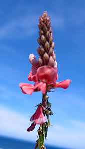 Image result for Indigofera astragalina-hirsuta