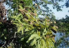 Image result for Brachystegia longifolia