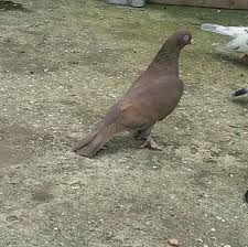 Blt Blt Adli Kullanicinin Guvercin Pidgeon Panosundaki Pin Guzel Kuslar Kus Kumes