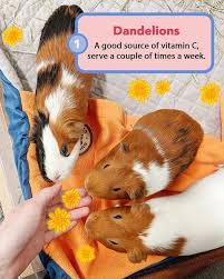 Today we're talking about safe foods for guinea pigs and answering that #1 question: Flowers That Your Guinea Pig Can Eat Guineadad