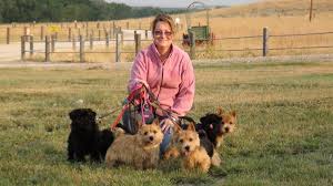 Amblegreen Norwich Terriers