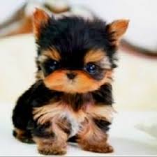 Find the perfect yorkie puppies stock photos and editorial news pictures from getty images. Newborn Baby Yorkies Newborn Baby