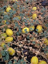 Image result for Cucumis prophetarum