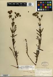 Image result for Hypericum aethiopicum