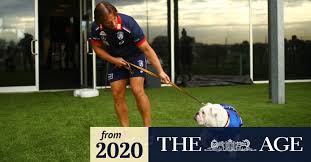 Get the best deals on western bulldogs trading cards. Coronavirus Australia Western Bulldogs Ready To Handle Financial Bleeding From Disrupted Afl Season Coach Luke Beveridge