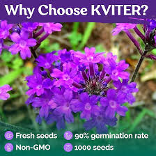 Image result for Verbena × teasii