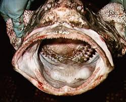 A fish that is aware of water is a strange fish: Really Strange Fish Gallery