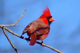 What Is An Ecosystem And Types Of Ecosystem Ecosystems Furry Friend Northern Cardinal