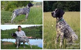 Image result for auvergneský ohař