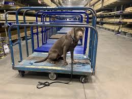 Are Dogs Allowed At Lowe S Quora