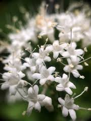 Image result for Valerianaceae
