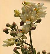 From wikimedia commons, the free media repository. Edible Flower Wikipedia