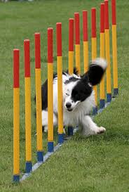 We did not find results for: Dog Agility Wikipedia