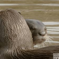 I have found some funny and follow along to learn how to draw an otter easy, step by step. Cute Otters Gifs Get The Best Gif On Giphy