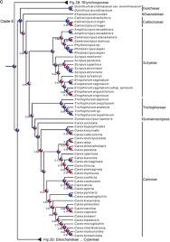 Image result for Brachythrix
