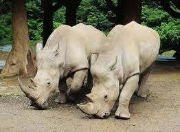 Bronx Zoo Bronx Zoo Zoo Bronx