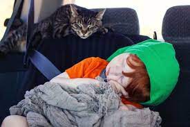 A love for the car. 8 Tips To Help Cats Enjoy Car Travel
