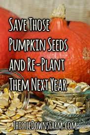 How To Save Pumpkin Seeds For Re Planting Next Year Thistle Downs Farm Pumpkin Garden Pumpkin Seeds Growing Pumpkins