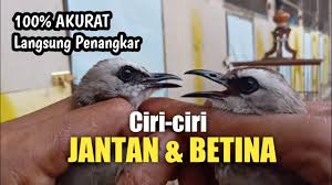 Download kumpulan suara trucukan banyak pilihan burungpedia com. Download Cara Membedakan Trucuk Jantan Dan Betina Jamin Aku