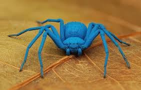 Image result for Thesium scirpioides