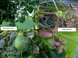 Image result for Sicyos