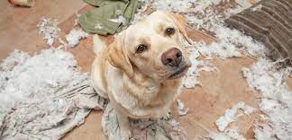 Then, buying the best dog crate for separation anxiety just might solve the anxiety problem. Separation Anxiety Aspca