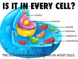 The newly synthesized proteins, found in the channels of the rough endoplasmic reticulum are moved to the golgi body where the carbohydrates are the golgi apparatus hence acts as the assembly factory of the cell where the raw materials are directed to the golgi apparatus before being passed. Golgi Complex By Yareli