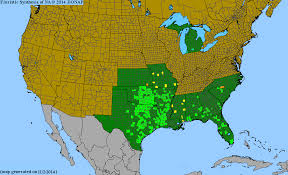 Image result for Coelorachis