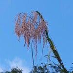 Image result for Phragmites mauritianus