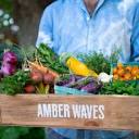 Amber Waves (@amberwavesfarm) • Instagram photos and videos