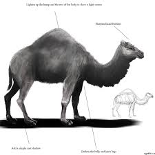 I draw a curved line for the camel's neck, marking its general direction. Camel Drawing Easy Method This Step By Step Lesson Progressively Builds Upon Each Previous Step Until You Get To The Final Rendering Of The Camel Lavagen