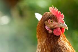Karakteristik tempat hidup ayam, bebek, kucing, ikan: Pembahasan Buku Tema 2 Kelas 6 Halaman 48 Tentang Ciri Ciri Hewan Kumparan Com