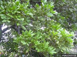 We did not find results for: Carrotwood Cupaniopsis Anacardioides Sapindales Sapindaceae 5285058
